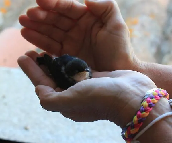 Antonella Villasimius