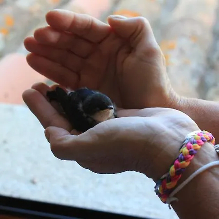 Antonella Villasimius